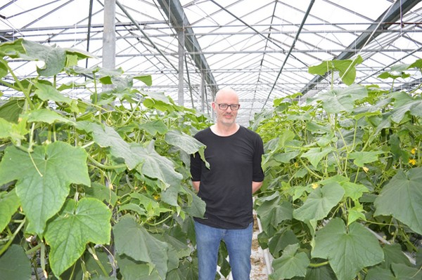 cucumber plants in greenhouse