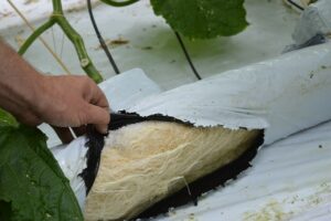 cucumber-roots-in-perlite-slab